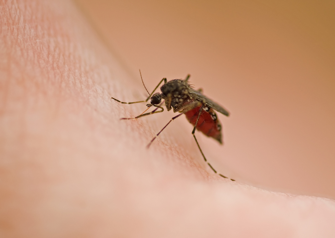 Dengue Fever – All that you need to know!